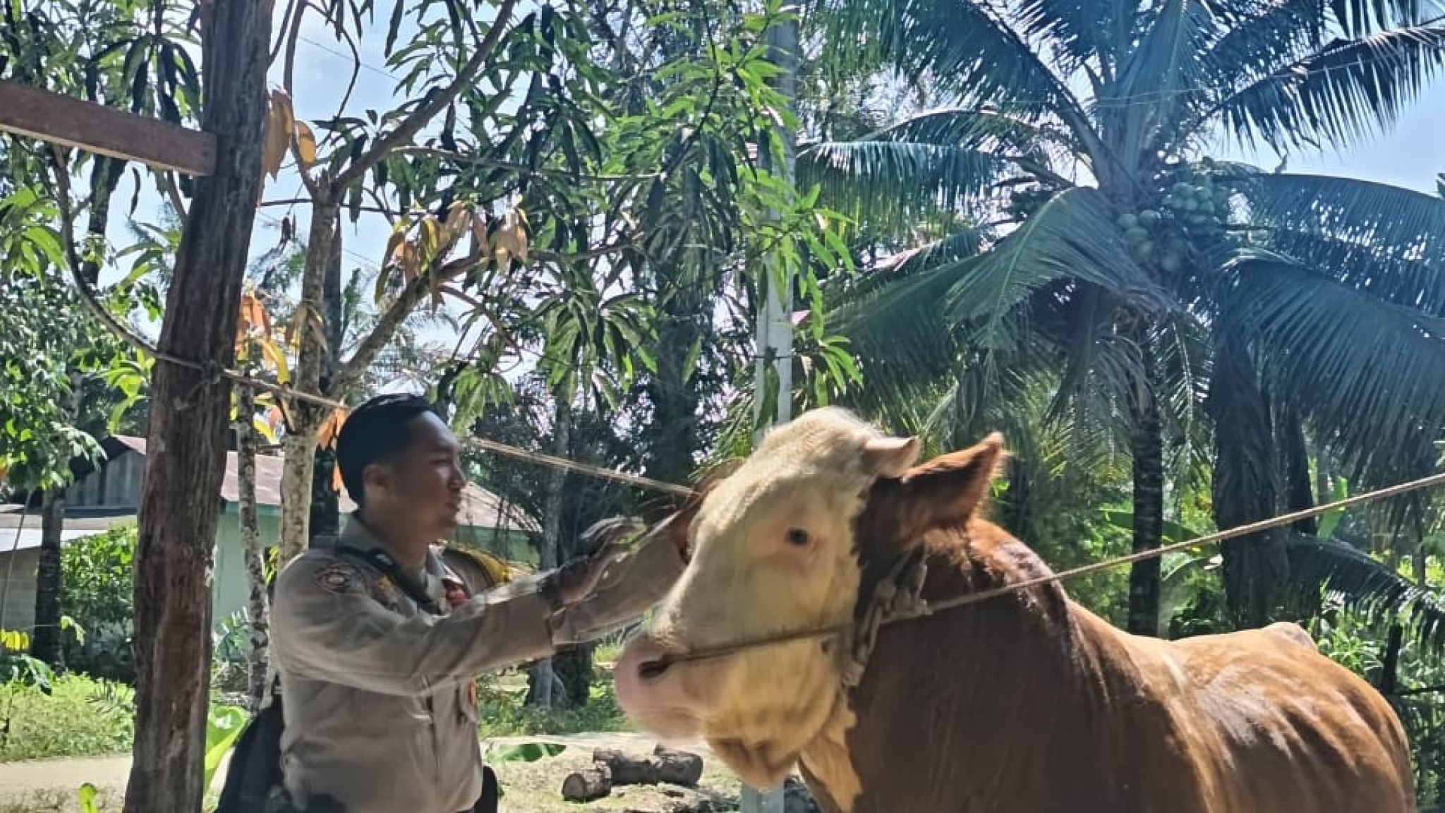 Sapi Milik Bhabinkamtibmas Terpilih Jadi Hewan Kurban Presiden Prabowo di Indragiri Hulu