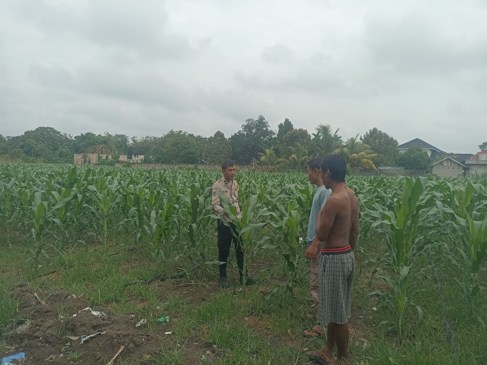 Polsek Rengat Barat Bersama Kelompok Tani Tugu Patin Pantau Perkembangan Jagung Pipil, Dukung Ketahanan Pangan Nasional