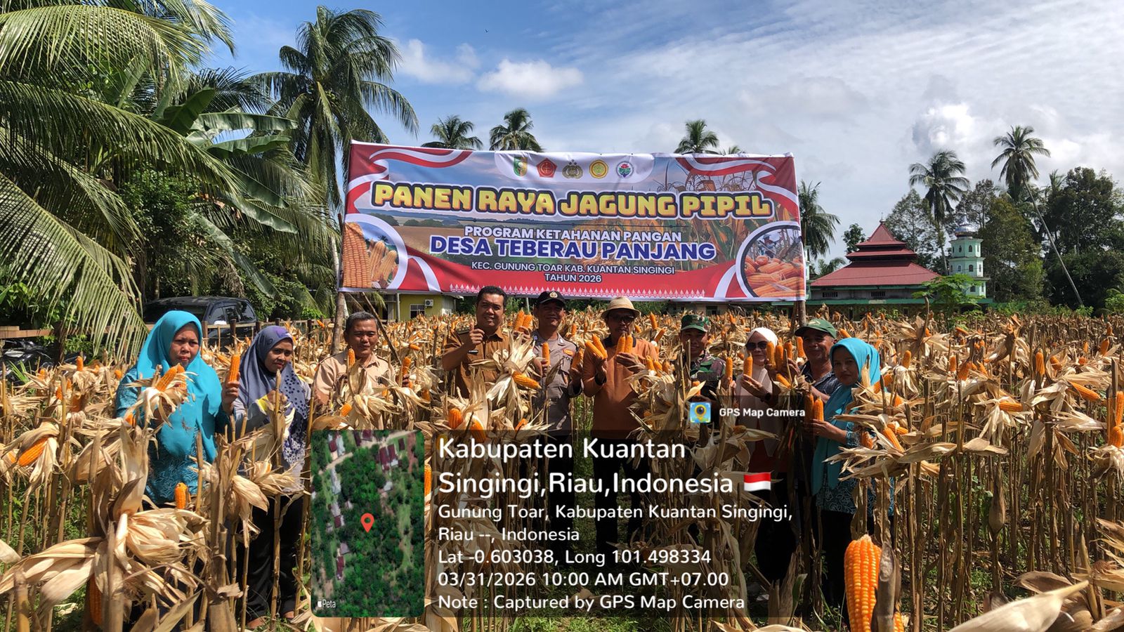 Panen Raya Jagung Pipil di Gunung Toar, Dukung Swasembada Pangan 2026