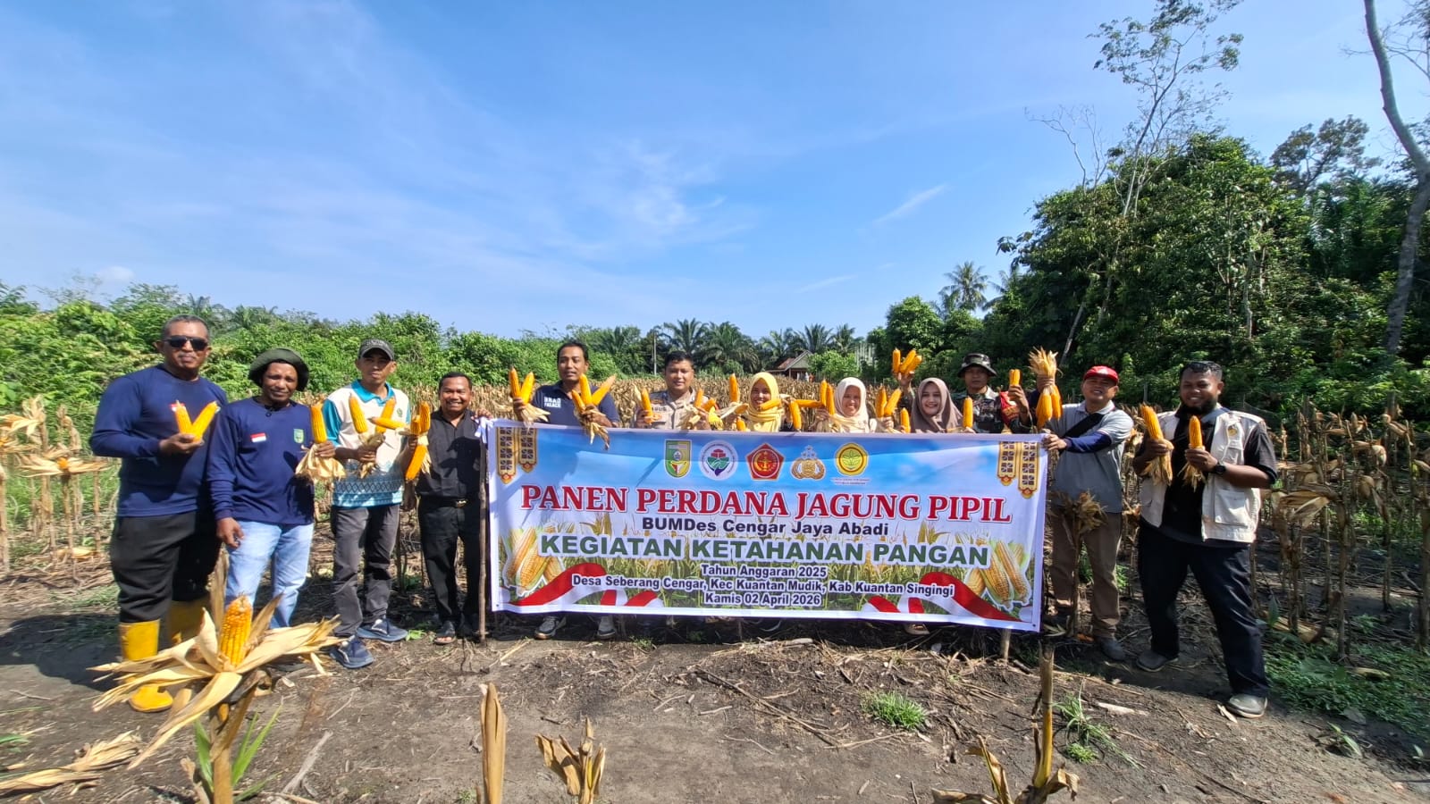 Panen Perdana dan Panen Raya Jagung Pipil di Kuansing, Wujud Nyata Dukung Swasembada Pangan 2026