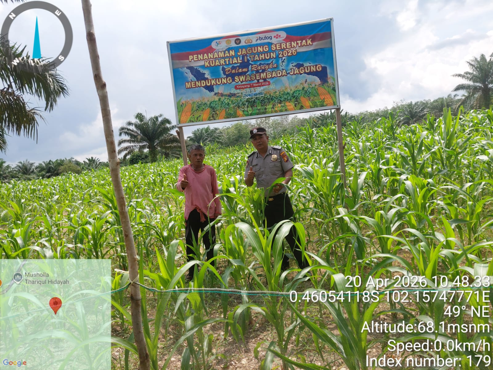 Polsek Kelayang Cek Lahan Jagung Pipil di Teluk Sejuah, Program Ketahanan Pangan Tunjukkan Perkembangan Positif