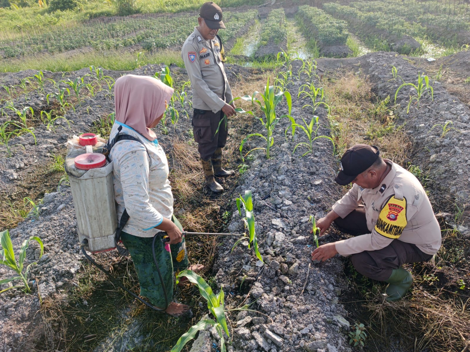 Polsek Kuala Kampar Cek dan Pupuk Tanaman Jagung di Sungai Solok: Wujud Polri Cinta Petani