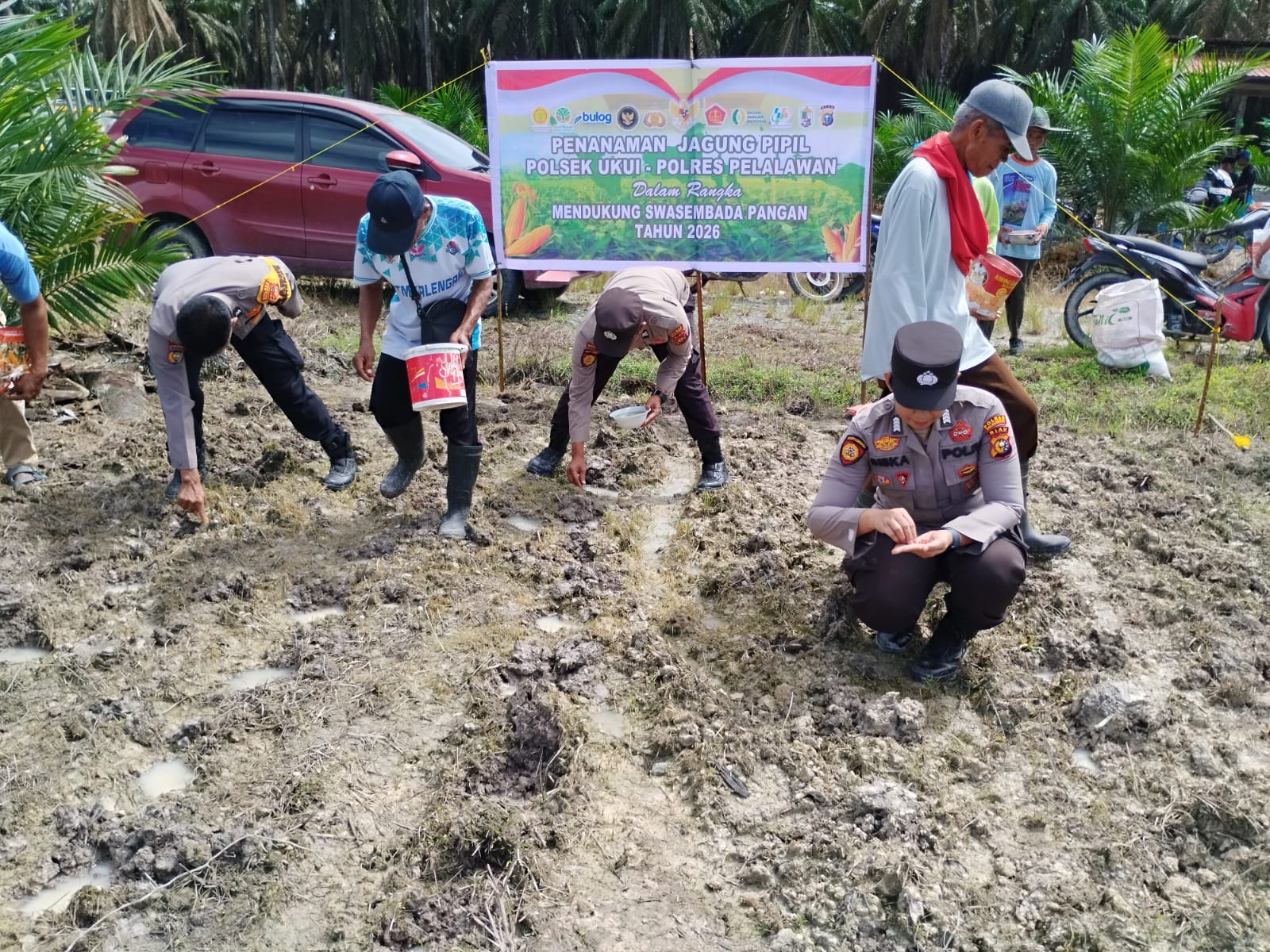 Polsek Ukui Tanam Jagung Pola Tumpang Sari di Lubuk Kembang Sari: Dukung Swasembada Pangan Kuartal II 2026