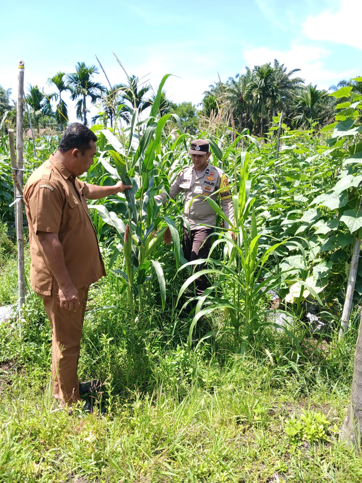 LAHAN TUMPANG SARI DESA TANDAN SARI BERHASIL JAGUNG PIPIL TUMBUH SUBUR" BHABINKAMTIBMAS CEK TANAMAN JAGUNG BUMDES MITRA SEHATI KEMBALI BERHASIL