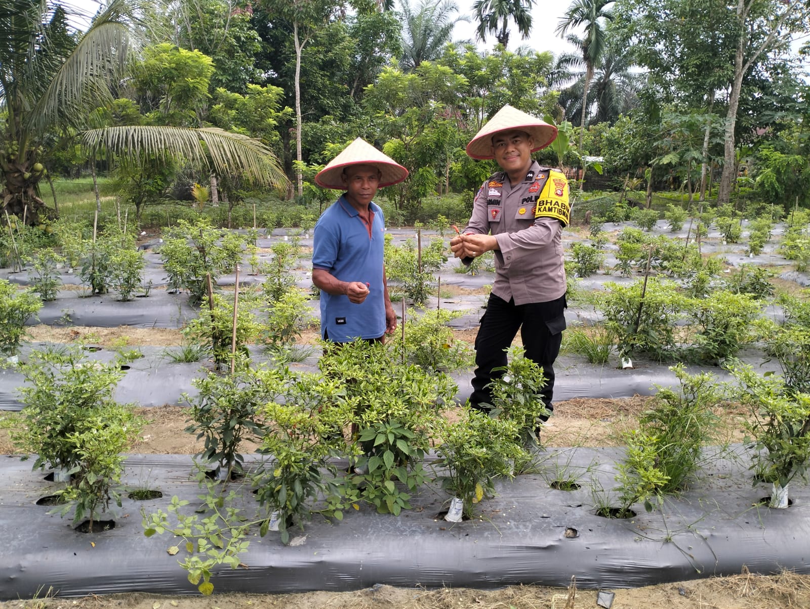 Polsek Bunut Kunjungi Kebun Cabe 500 Batang di Desa Angkasa, Dukung Ketahanan Pangan