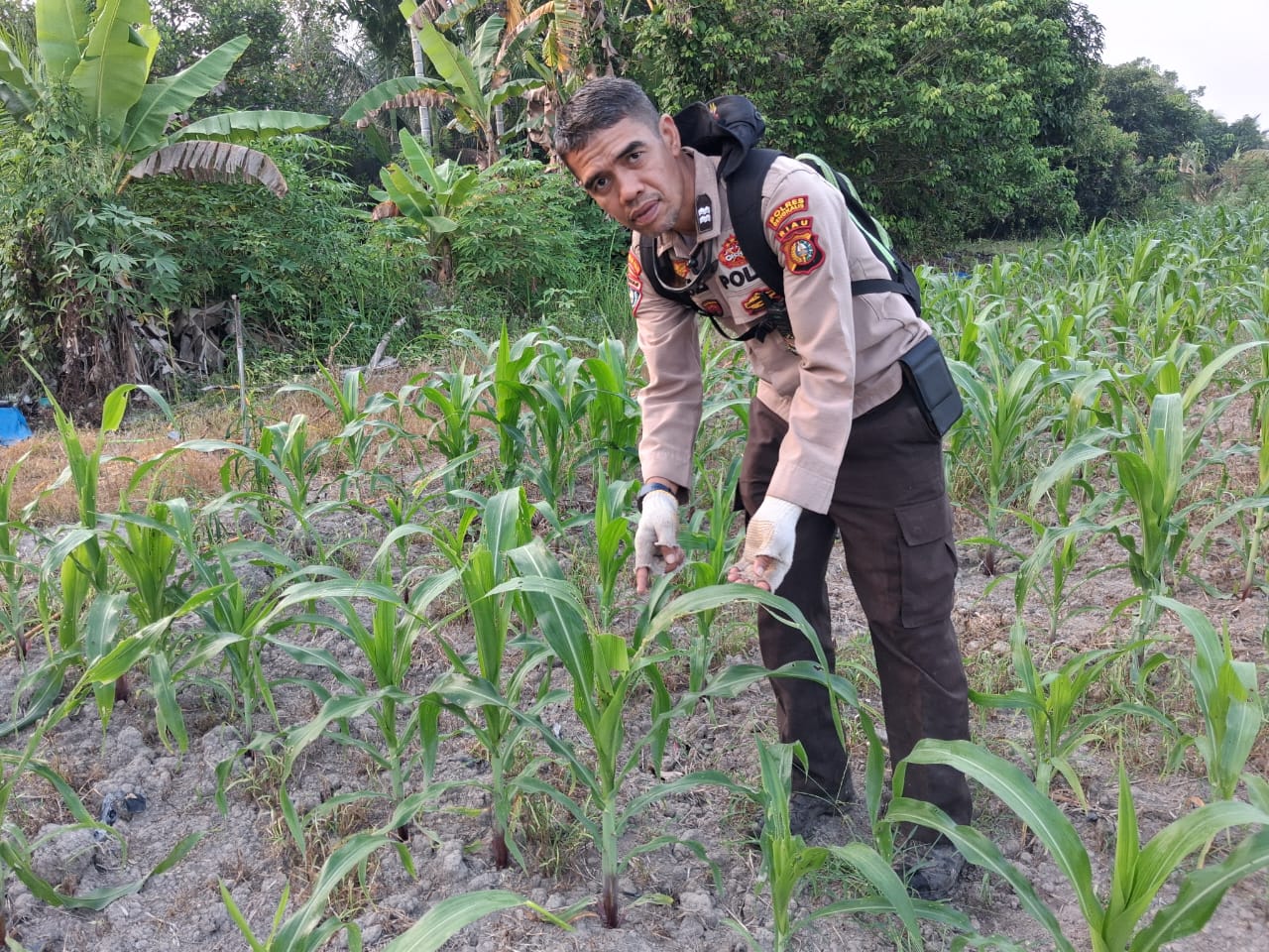 Polres Bengkalis Perkuat Ketahanan Pangan, Polsek Rupat Tinjau Lahan Jagung Kelompok Tani
