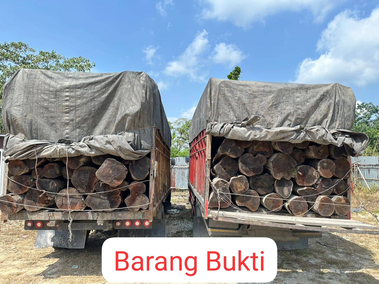Satreskrim Polres Pelalawan Ungkap Illegal Logging di Lintas Timur Km 80, 2 Sopir Truk Kayu Mahang Tanpa Dokumen Diamankan