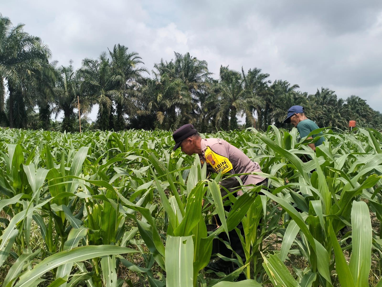 Pertumbuhan jagung  3 Ha Jagung Hibrida NK 6172 Km 55, dalam mendukung Ketahanan Pangan Pkl Kerinci Tumbuh Subur