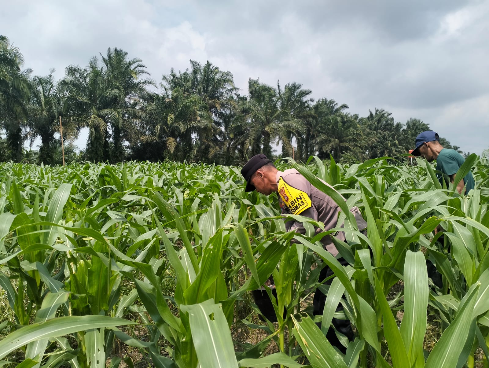 Pertumbuhan jagung  3 Ha Jagung Hibrida NK 6172 Km 55, dalam mendukung Ketahanan Pangan Pkl Kerinci Tumbuh Subur
