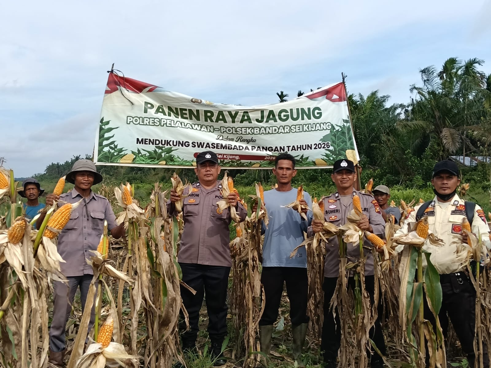 Panen Pertama Ketahanan Pangan Polsek Bandar Sei Kijang Dampingi Jagung Pipil PT. CDSL