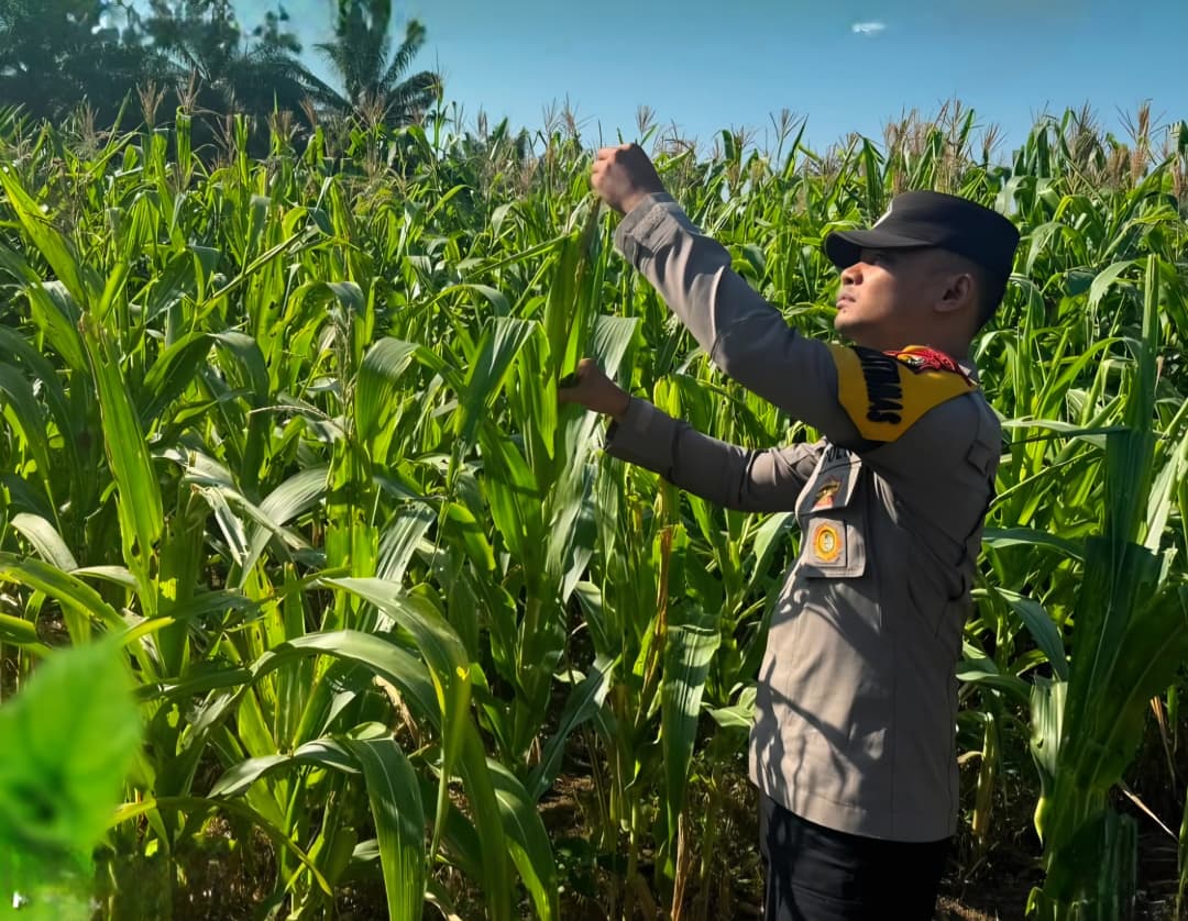10 Hektar Jagung Pipil KUD Sialang Makmur Tumbuh Sehat, Polsek Pkl. Kuras Kawal Ketahanan Pangan