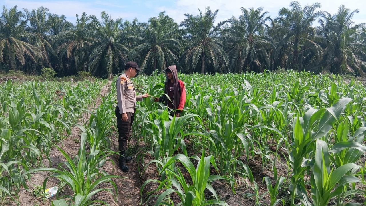3 Hektare Jagung Pipil Kelompok Tani Maju Bersama Air Hitam Tumbuh Subur, Bhabin Ukui Kawal Ketahanan pangan