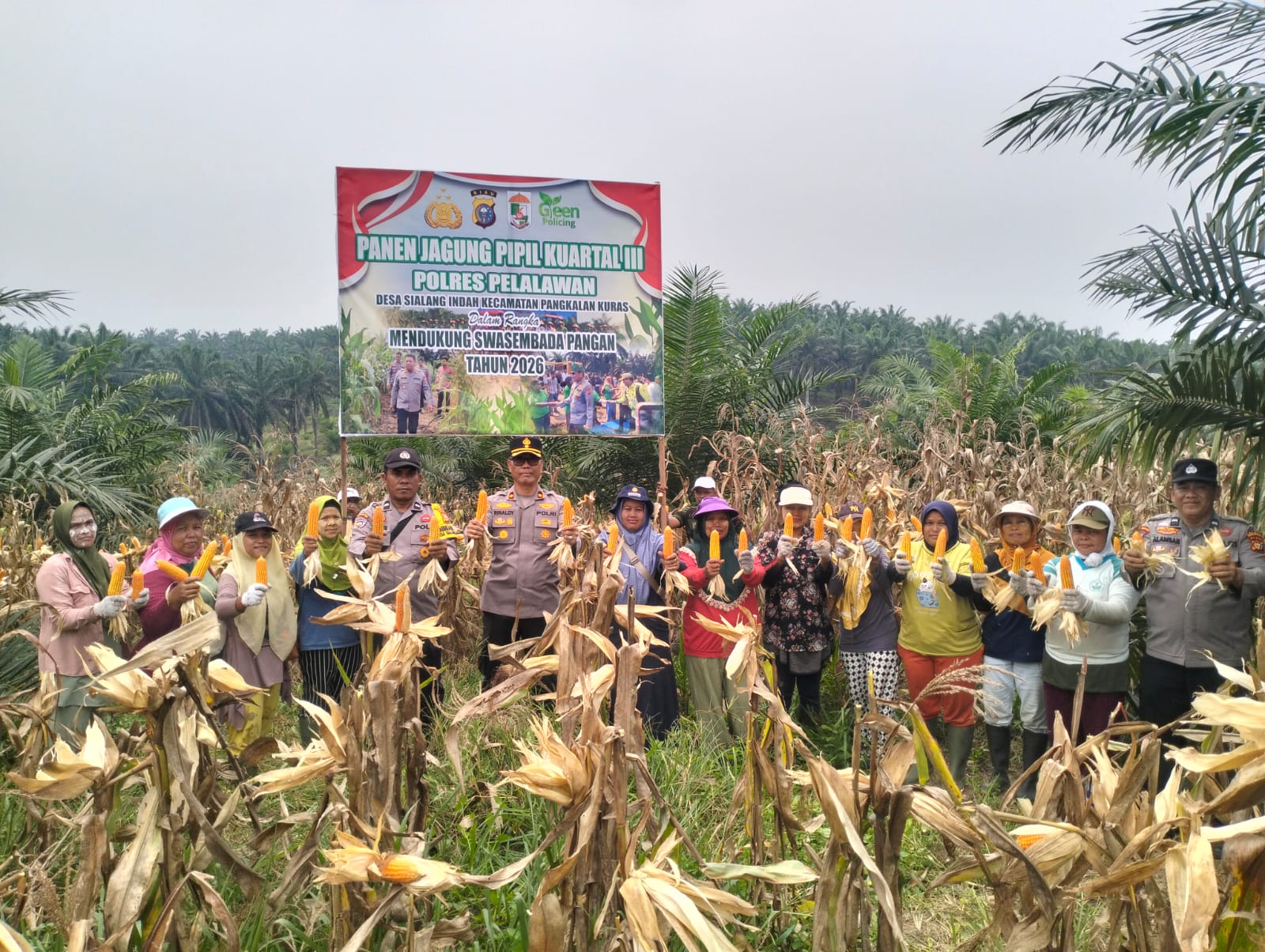 PANEN JAGUNG PIPIL KUARTAL III, POLRES PELALAWAN DUKUNG KETAHANAN PANGAN DI SIALANG INDAH