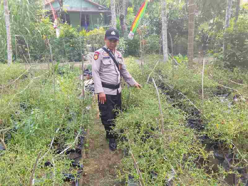 Dari Pekan Arba untuk Ketahanan Pangan, Polsek KSKP Tembilahan Gerakkan Warga Tanam Cabai Rawit