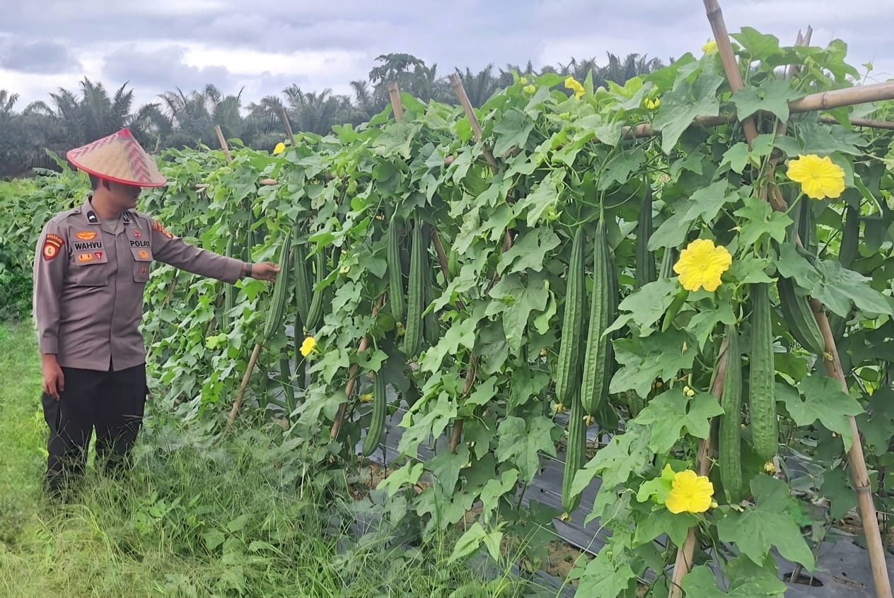 Polsek Pangkalan Kuras Cek Tanaman Gambas, Pastikan Program Ketahanan Pangan Berjalan