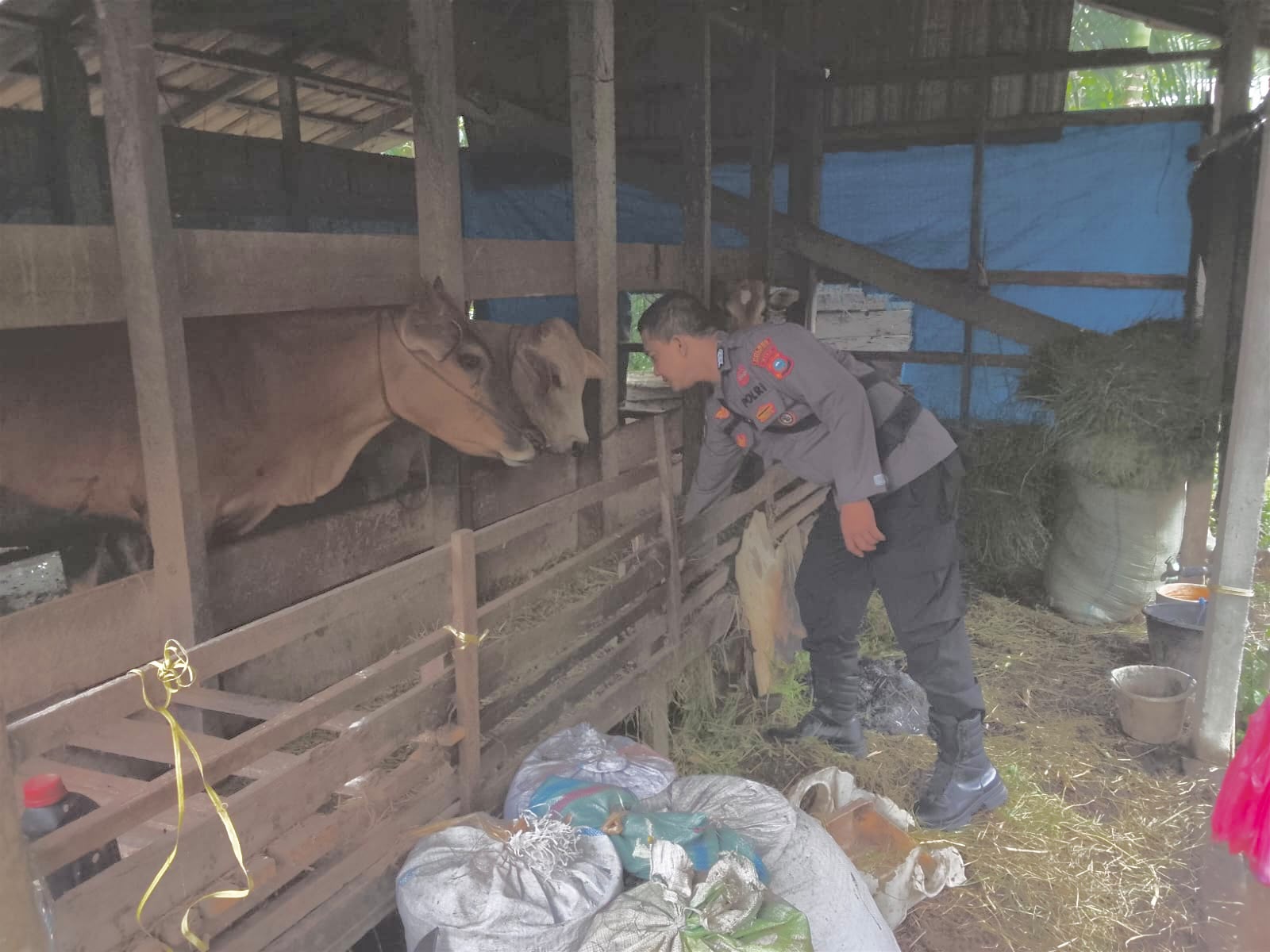 Turun ke Kandang Sapi, Personel KSKP Polres Inhil Dorong Peternak Perkuat Ketahanan Pangan