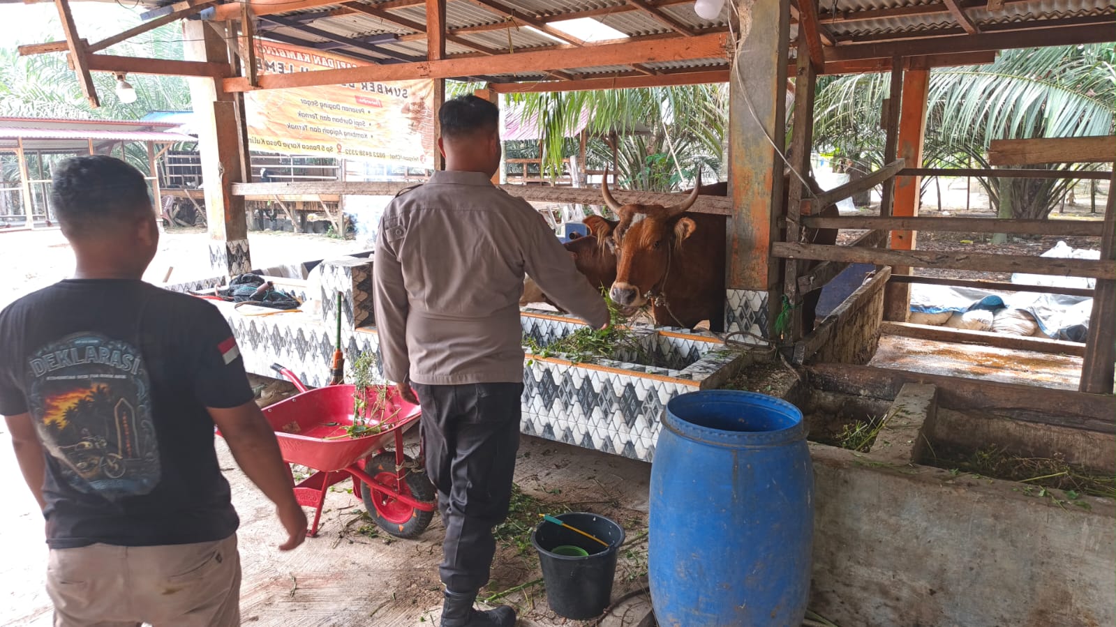 Dari Kulim Jaya, Bhabinkamtibmas LBJ Dorong Peternakan Sapi Jadi Penguat Ketahanan Pangan Desa
