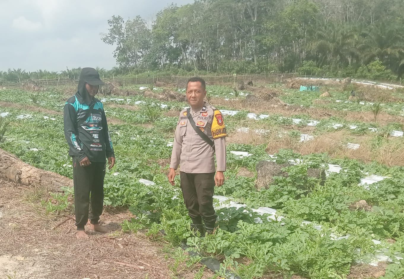Semangka Tumbuh di Kulim Jaya, Bhabinkamtibmas LBJ Dorong Warga Perkuat Ketahanan Pangan