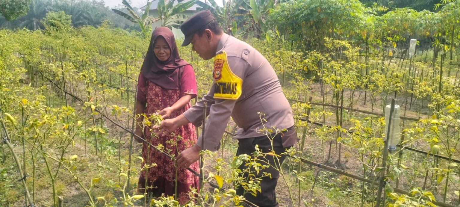 Bhabinkamtibmas Sambangi Kebun Pekarangan Bergizi Mandiri di Lubuk Keranji Timur