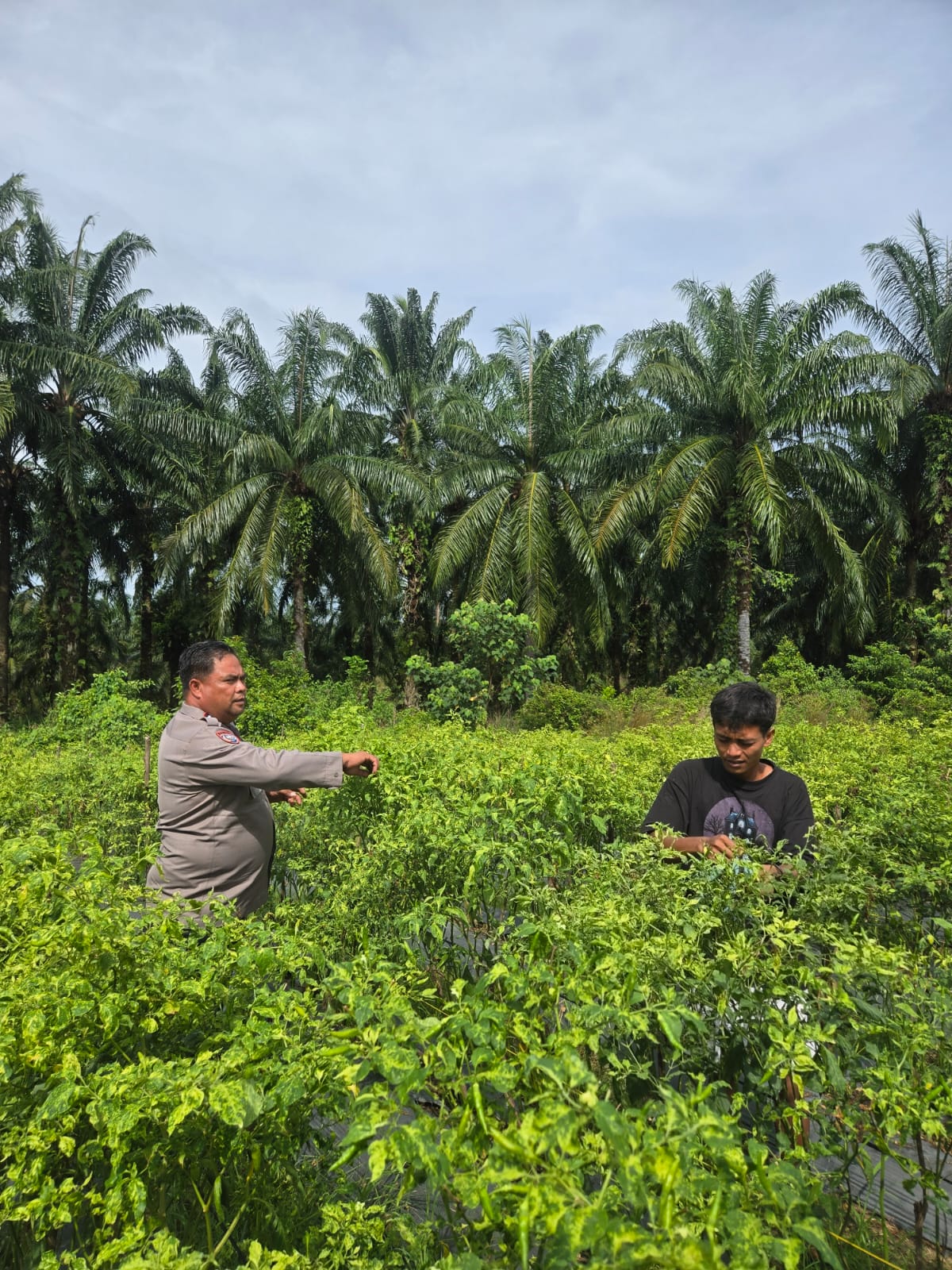 Polisi Cinta Petani, Polsek Bangko Pusako Pantau Kebun Cabai Rawit Dukung Ketahanan Pangan