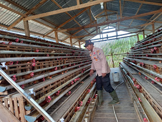 Bripka Rusdi Monitoring ke Kandang Peternakan Ayam Petelur