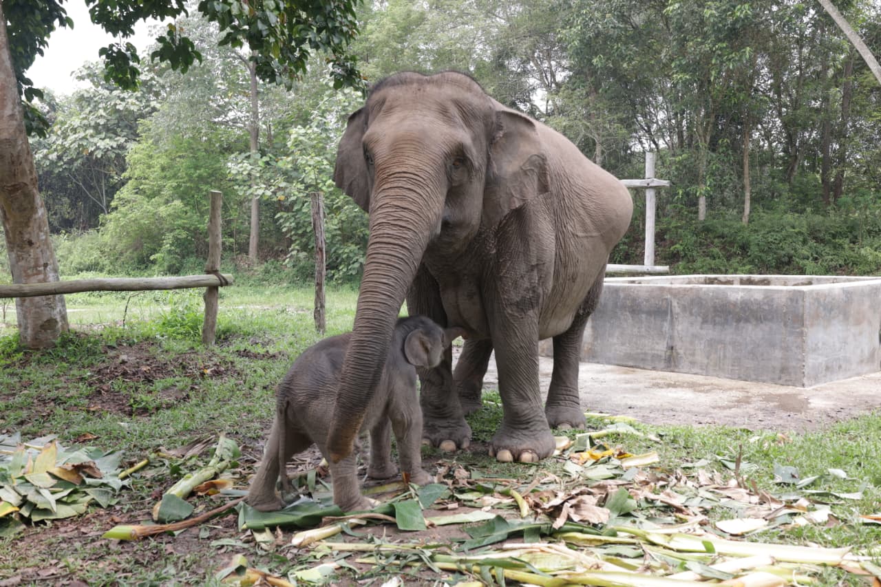 Gajah Mama Lisa Melahirkan Anak Keenam, Diberi Nama Ganesha di Taman Nasional Tesso Nilo