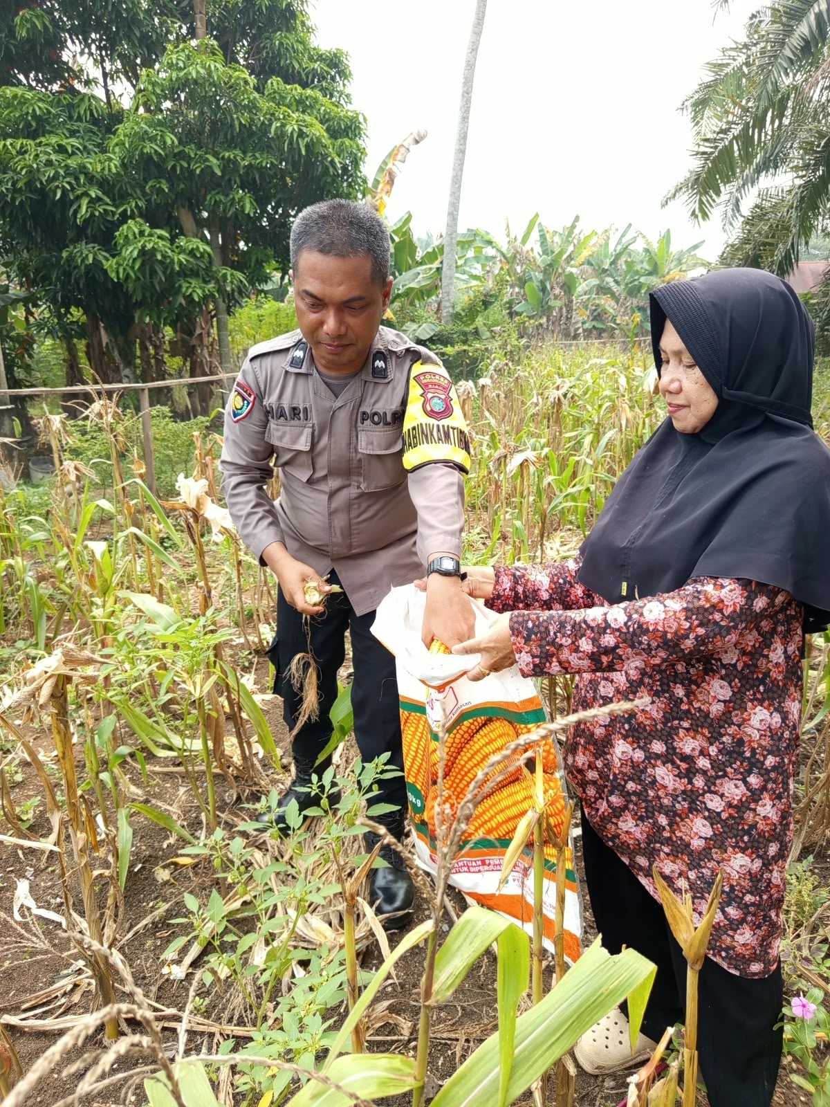 Panen 200 Kilogram Jagung, Polsek Pasir Penyu Dorong Ketahanan Pangan dari Tanjung Gading