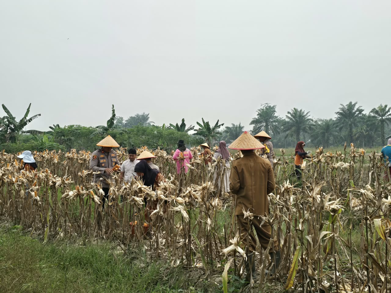 Panen Raya Jagung di Tanjung Sari, Polsek Kuala Cenaku Dorong Ketahanan Pangan dari Desa
