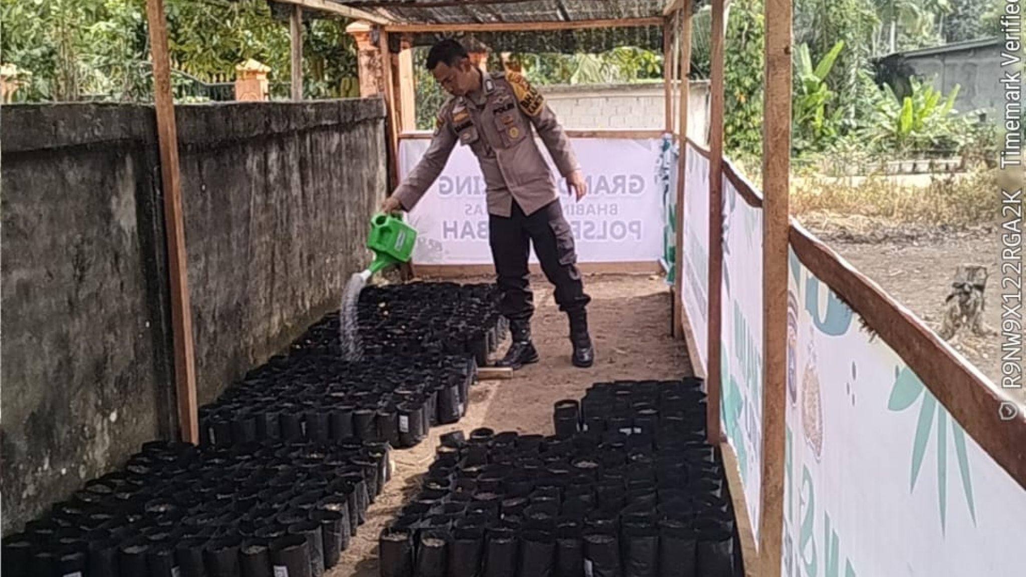 Polsek Rambah Awasi Pertumbuhan 1.000 Bibit Pohon dalam Program Green Policing Kapolda Riau