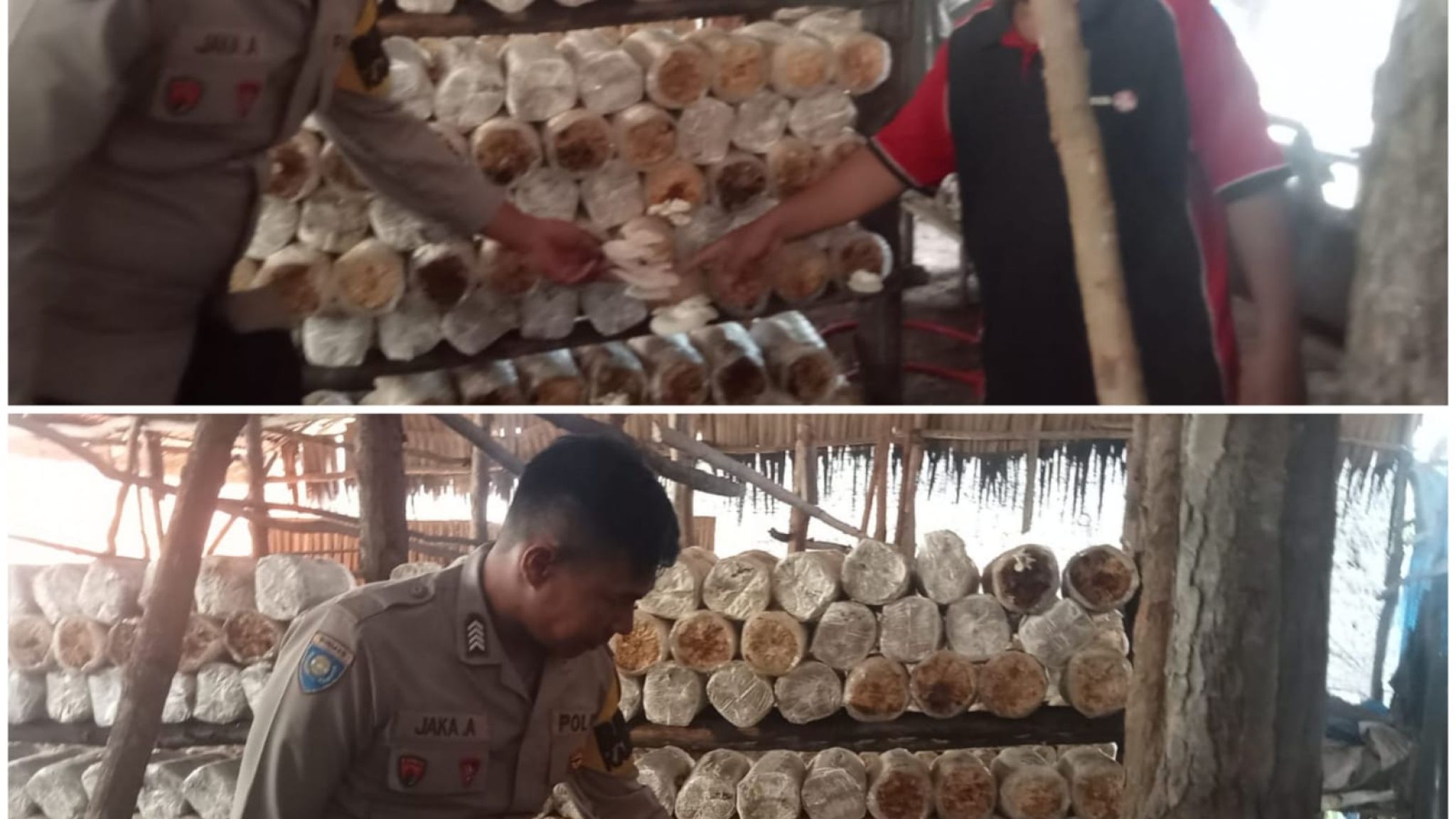 Program Ketahanan Pangan di Dumai Semakin Solid, Kapolres Beri Apresiasi