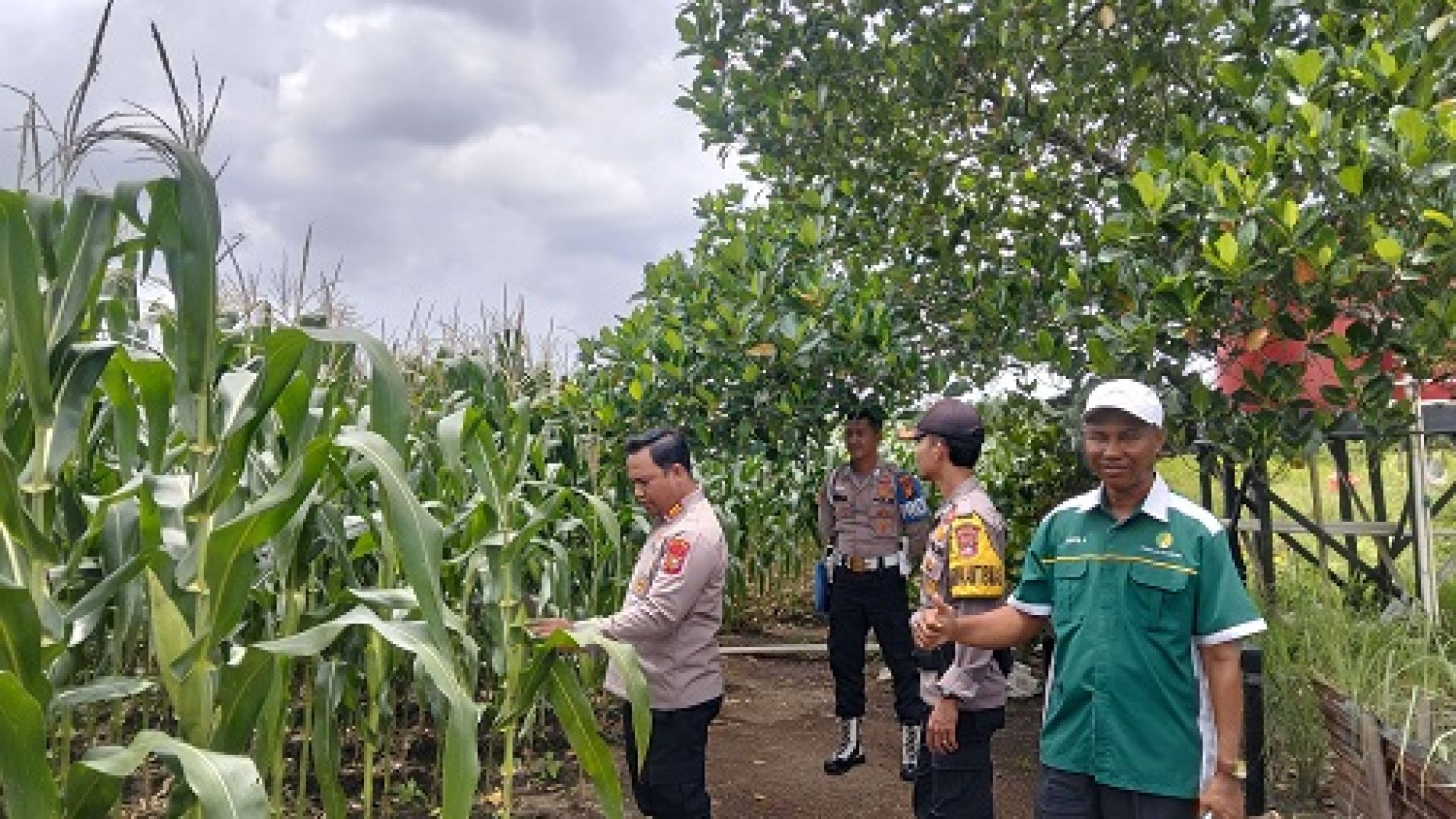 Polsek Kateman Bersama PT Oscar Investama Cek Lahan Jagung