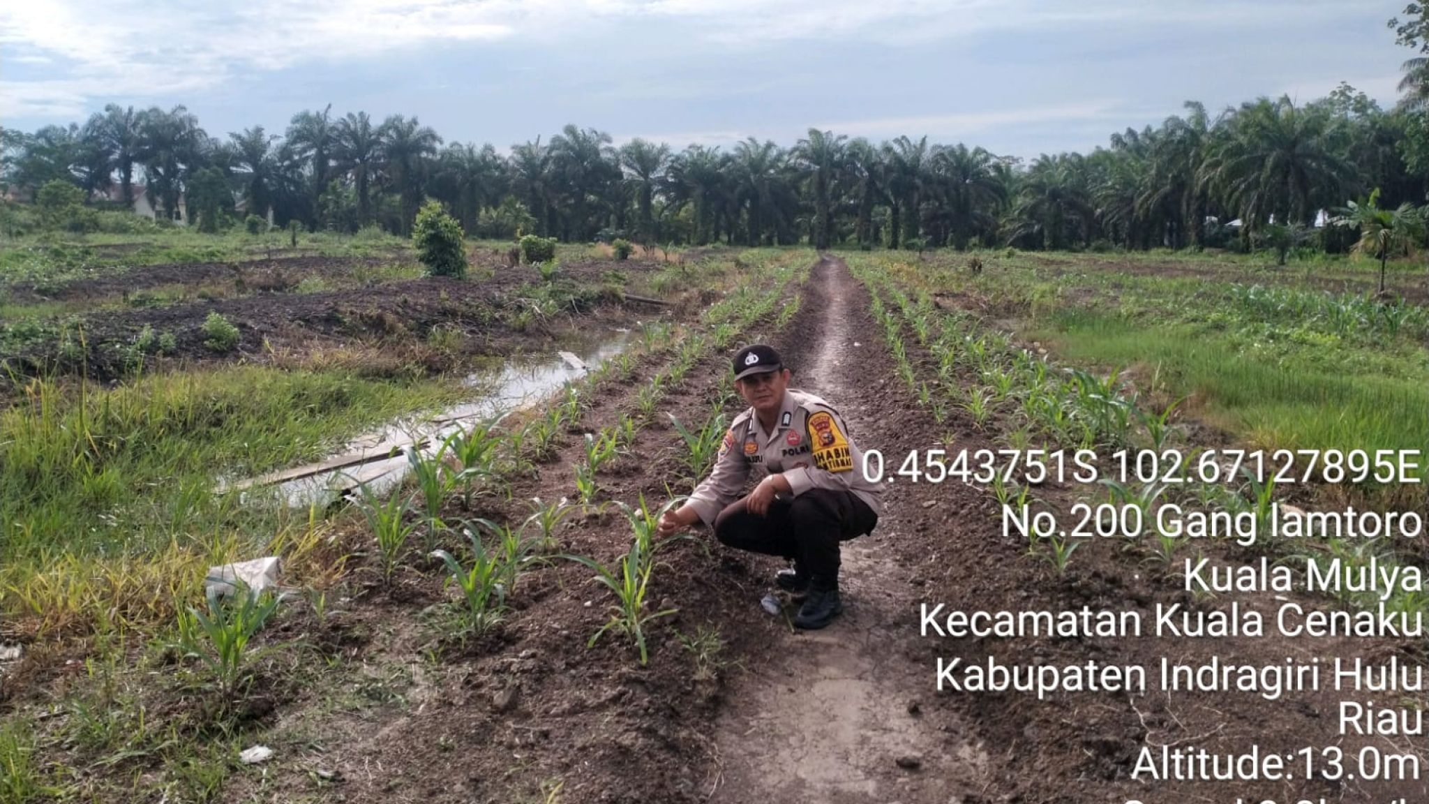Bhabinkamtibmas Kuala Cenaku Pantau Pertumbuhan Jagung Pipil di Lahan Ketahanan Pangan Desa Kuala Mulya