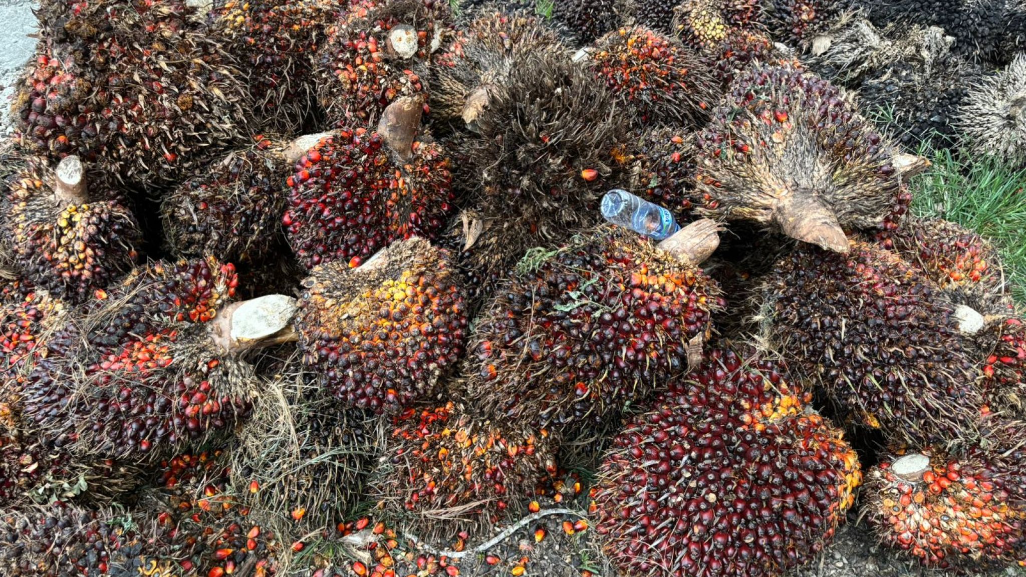Polsek Tambusai Ungkap Kasus Penggelapan Buah Kelapa Sawit di PT. Torus Ganda